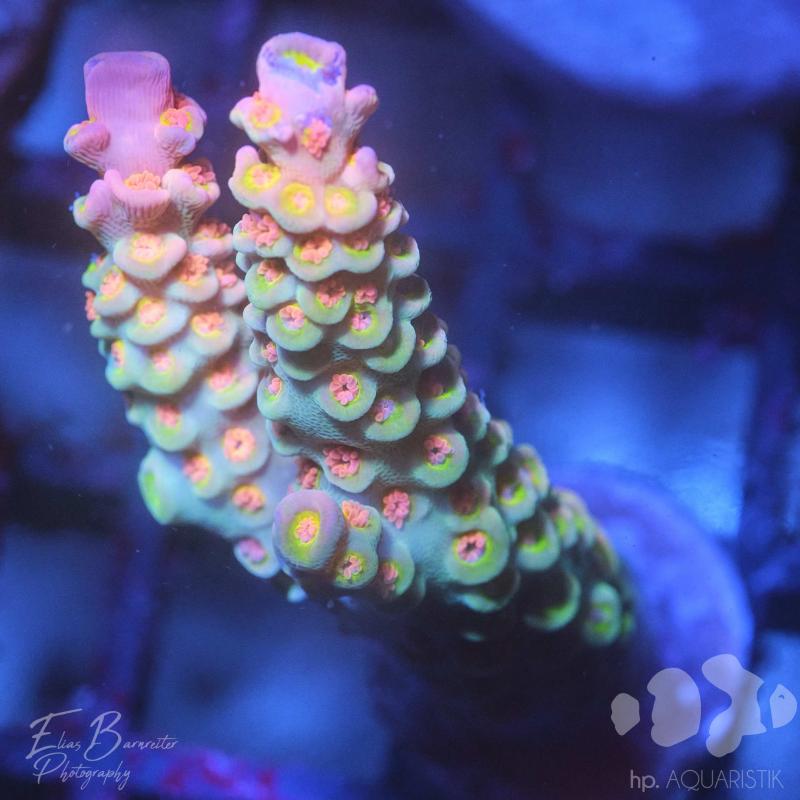 Acropora Orange Passion